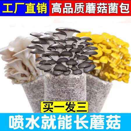 蘑菇种植方法全部过程 食用菌室内种植方法