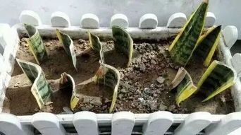 虎皮兰多久浇一次水 虎皮兰叶片缺水图片