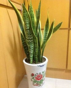 虎尾兰和虎皮兰的区别 养虎皮兰容易得癌症