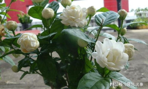 虎头茉莉一年开几次花 虎头茉莉的优缺点