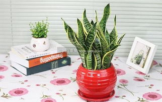 虎皮兰7月份移盆可以吗 四种人不宜养虎皮兰