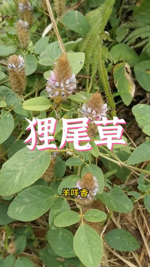 藜芦又叫什么 藜芦的别名叫啥