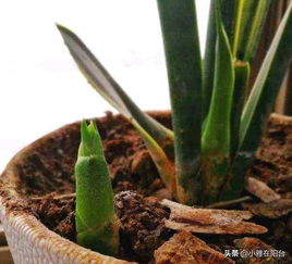 虎皮兰一年发几次芽 虎皮兰什么季节长得最快