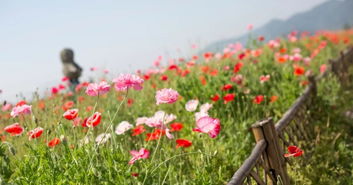 虞美人比喻什么女人 男人叫你虞美人含义