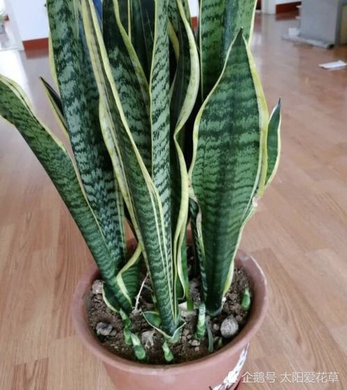 虎皮兰浇啥水爆芽多 虎皮兰爱喝三种水