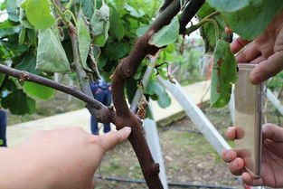 虎杖对肾脏损害 虎杖可以治疗肾结石吗