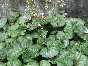 虎耳草怎么养爆盆 虎耳草水培还是土培