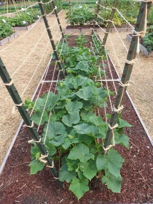 藤本植物100种 爬藤植物大全图片
