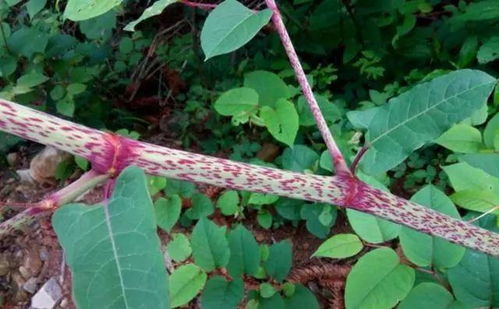 虎杖农村叫什么 虎杖配什么治肝病