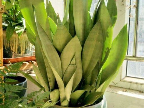 虎皮兰7月份开花正常吗 虎皮兰开花的迷信说法