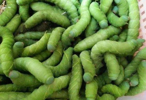 蚕豆的功效和作用 男人吃蚕豆对性功能