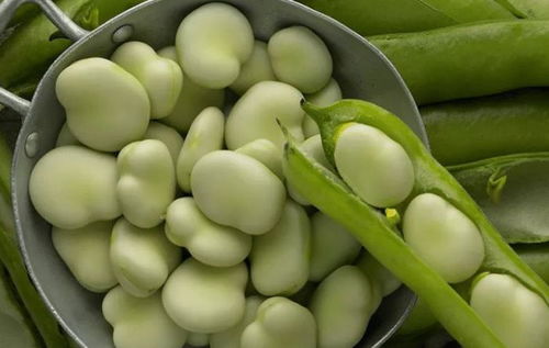 蚕豆属于碳水还是蔬菜 蚕豆是减肥还是增肥