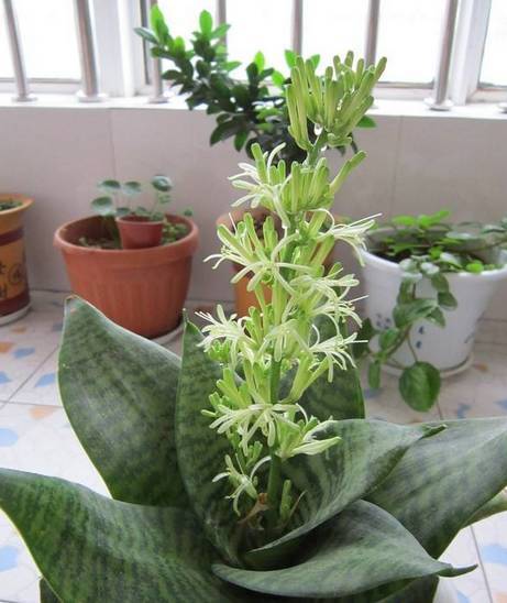 虎皮兰会开花吗 养虎皮兰容易得癌症