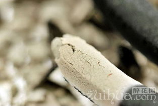 蚊香灰可以代替草木灰吗 蚊香灰和草木灰的区别