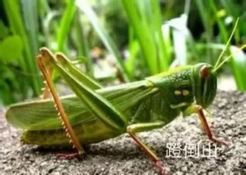 蚂蚱和蝗虫有区别吗 蚱蜢和蝗虫是一个东西吗