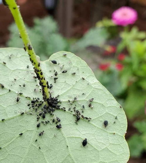 蚜虫最简单消灭方法 菜叶上的蚜虫怎么消灭