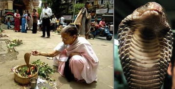 蛇寄生在女性肚子里怀孕了 一女子竟怀了一肚子的蛇