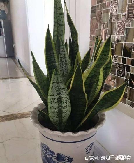 虎皮兰的移植和栽种方法 虎皮兰夏天可以移栽吗