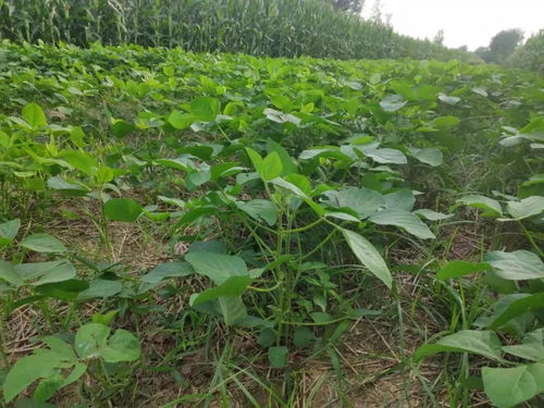 虫螨腈与虱螨脲复配杀什么虫 甲维虫螨腈和虱螨脲复配