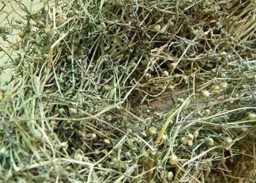蛇舌草能天天喝吗 蛇舌草多久喝一次