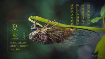 蝉在十二生肖里面代表是什么生肖 十二生肖谁是蝉