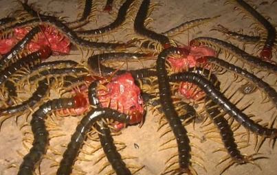 蜈蚣钻进耳朵会死人吗 一般蜈蚣会爬床上吗