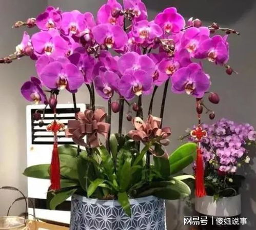 蝴蝶兰没根了如何生根 蝴蝶兰无根最简单的处理方法