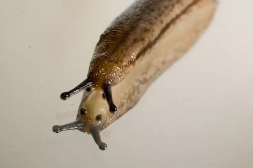 蛞蝓煮熟可以吃吗 蛞蝓碰到盐痛苦吗