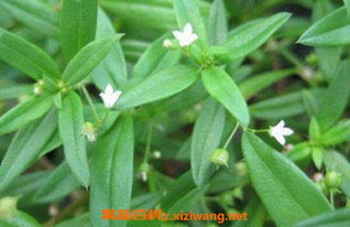 蛇舌草的功效与作用及食用方法 蛇舌草的功能主治