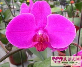 蝴蝶兰的花语和寓意 家里千万不能养蝴蝶兰花
