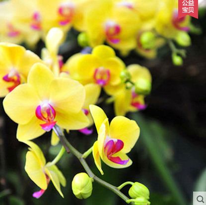 蝴蝶兰开花优美语句 蝴蝶兰花图片大全大图