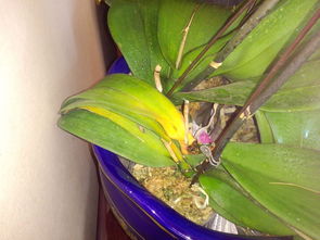 蝴蝶兰叶子全烂光了怎么救活 蝴蝶兰叶子中间腐烂