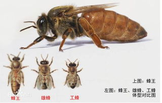 蜜蜂是怎么当上蜂王的 蜜蜂怎么决定谁是蜂王