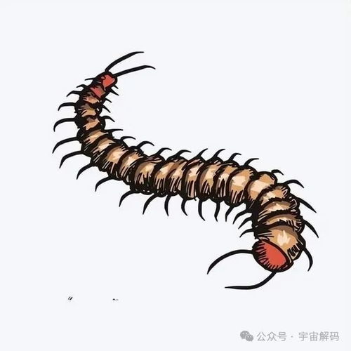 蜈蚣会攻击睡着的人吗 家里怎么找蜈蚣的窝