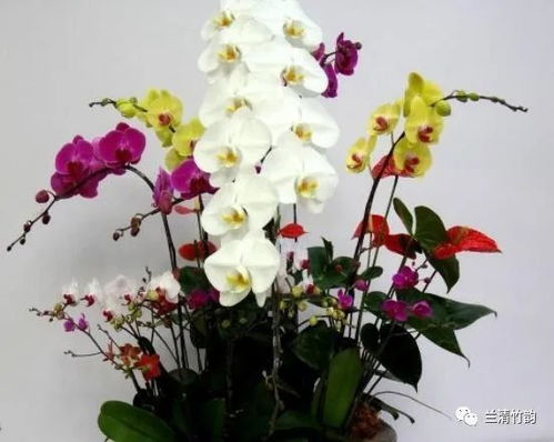 蝴蝶兰的寿命有几年 家里千万不能养蝴蝶兰花