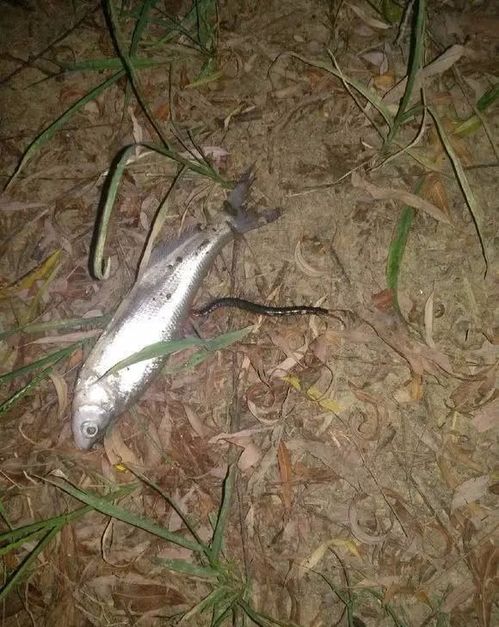 蜈蚣打死一只真的会引来很多吗 蜈蚣会攻击睡着的人吗