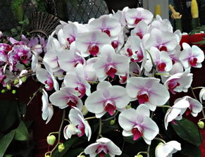 蝴蝶兰送人有讲究吗 蝴蝶兰不适合什么属相