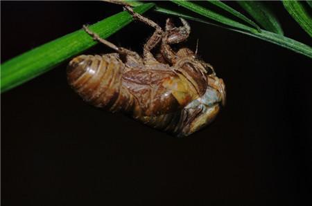 蟪蛄幼虫能吃吗 蟪蛄和蝉的区别