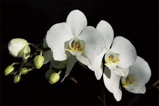 蝴蝶兰最经典诗词 赞美蝴蝶兰的古诗