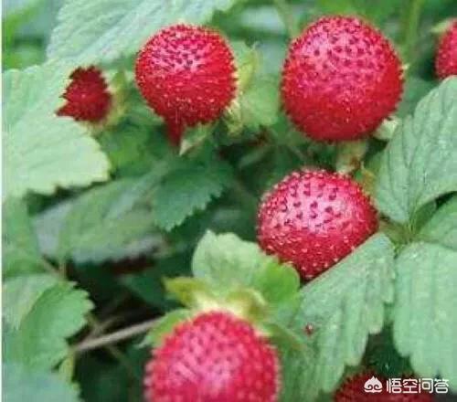 蛇莓果能直接吃吗 蛇莓吃了会死人吗