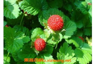 蛇莓的功效与作用 蛇莓的抗癌效果