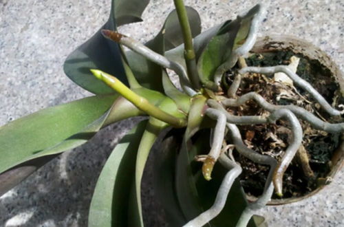 蝴蝶兰怎样扦插才能生根 蝴蝶兰扦插水培最快扦插
