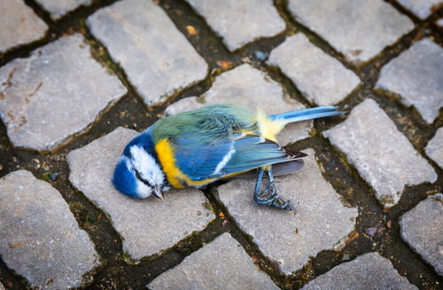 蝴蝶沾水会死吗 蝴蝶死了能复活吗