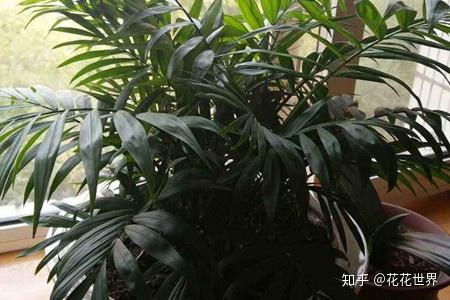 袖珍椰子多久浇一次水 袖珍椰子浇水的正确方法