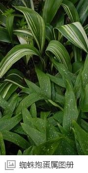 裸子植物和被子植物主要区别 裸子植物的口诀