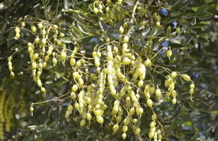 血见愁能治什么病 血见愁治痔疮