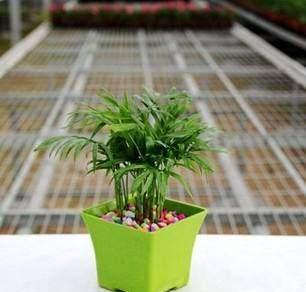 袖珍椰子用大盆好还是小盆好 袖珍椰子能养几年