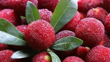 补血的水果第一名 补血10大水果