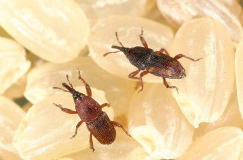 蠓虫最怕这3种东西 蠓虫怕花露水吗