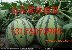 西瓜产地主要在哪个省 中国十大西瓜产地